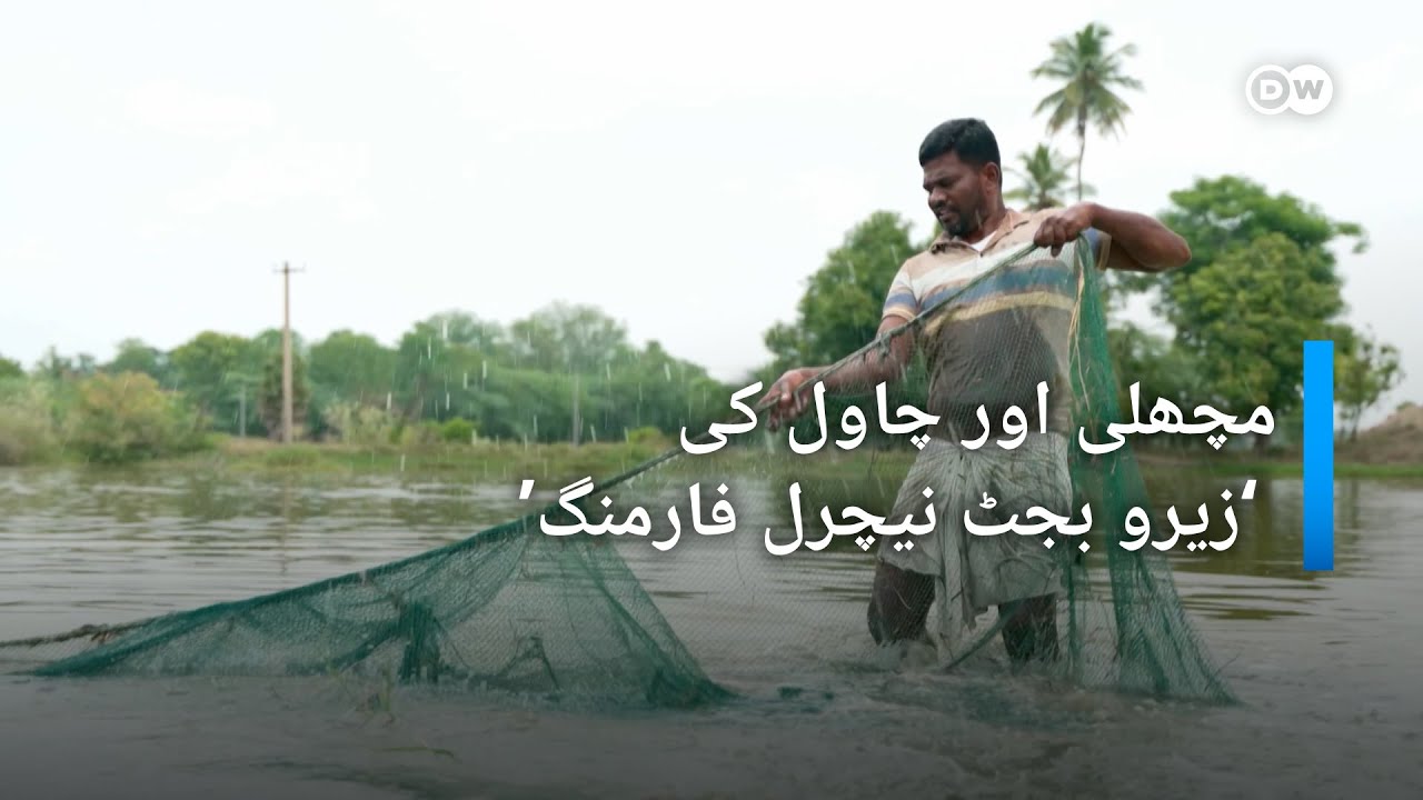 چاول اور مچھلی کی ایک ہی جگہ فارمنگ ممکن | DW Urdu | Fish and Rice Farming Together in Tamil Nadu