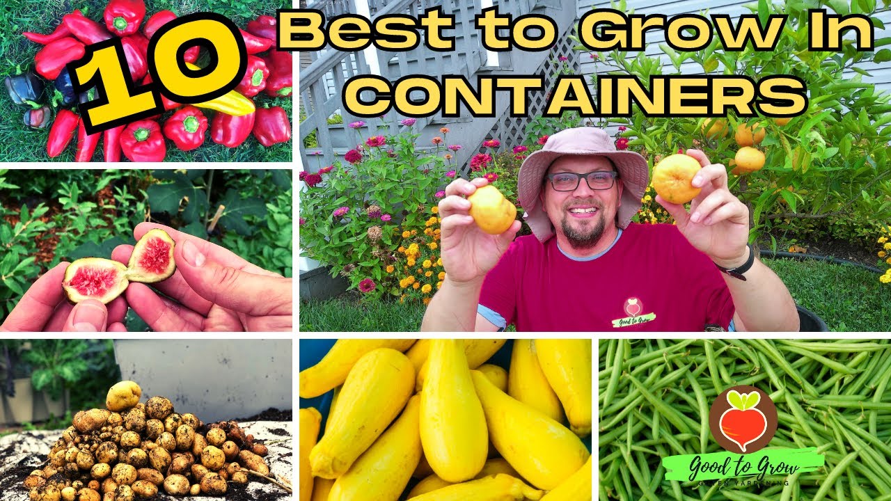 10 Best Fruit and Vegetables for Container Gardening | Guten Yardening
