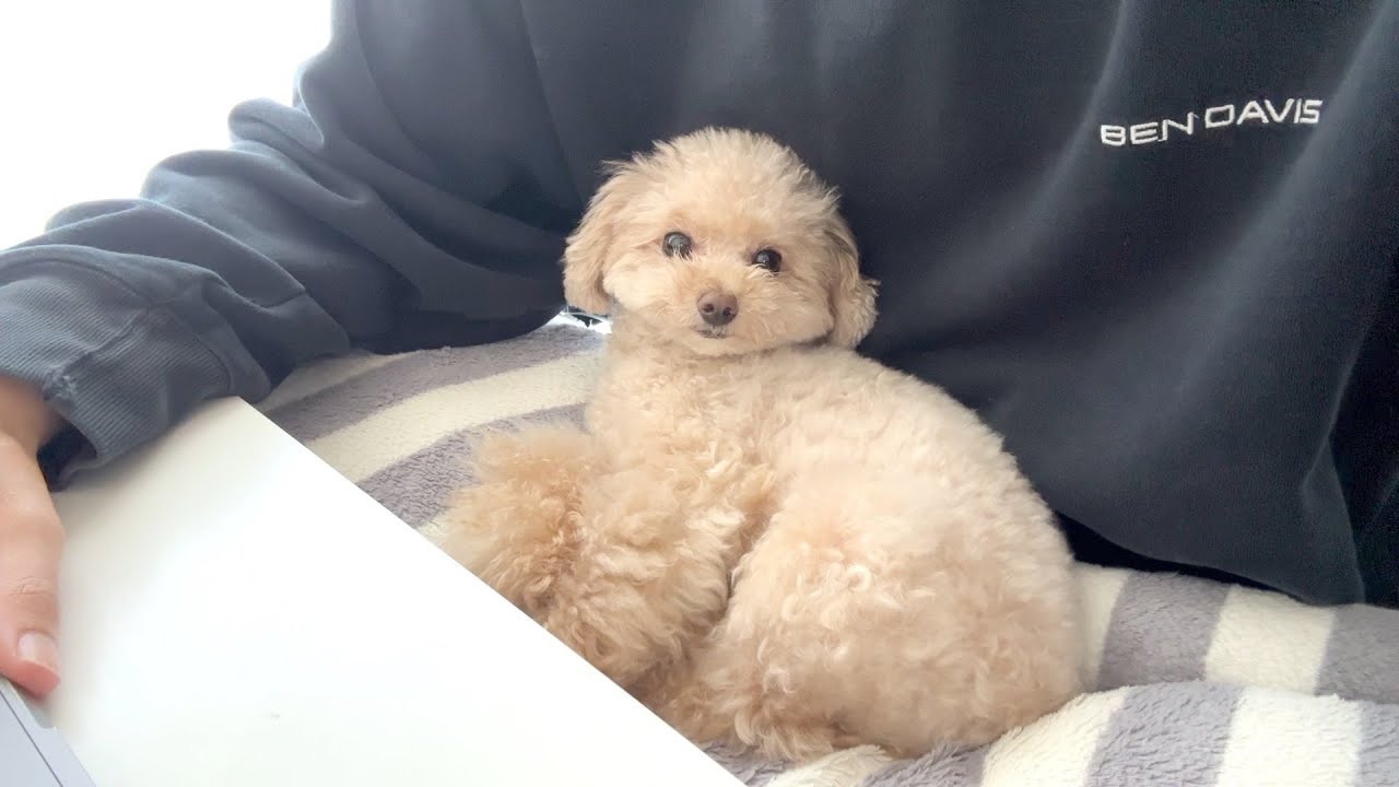 【新生活日記】新たに定位置を見つけた小殿