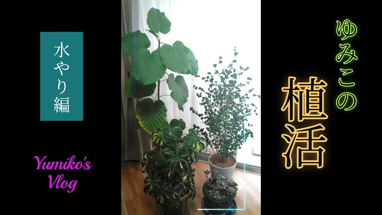 水やり／観葉植物／多肉植物