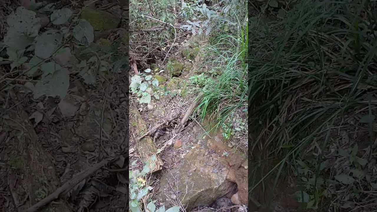 achados na floresta de mata atlântica de altitude na Serra da Boa Vista RJ