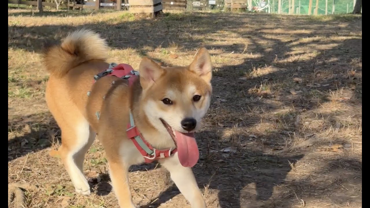 葉山のドッグランで最高の犬生