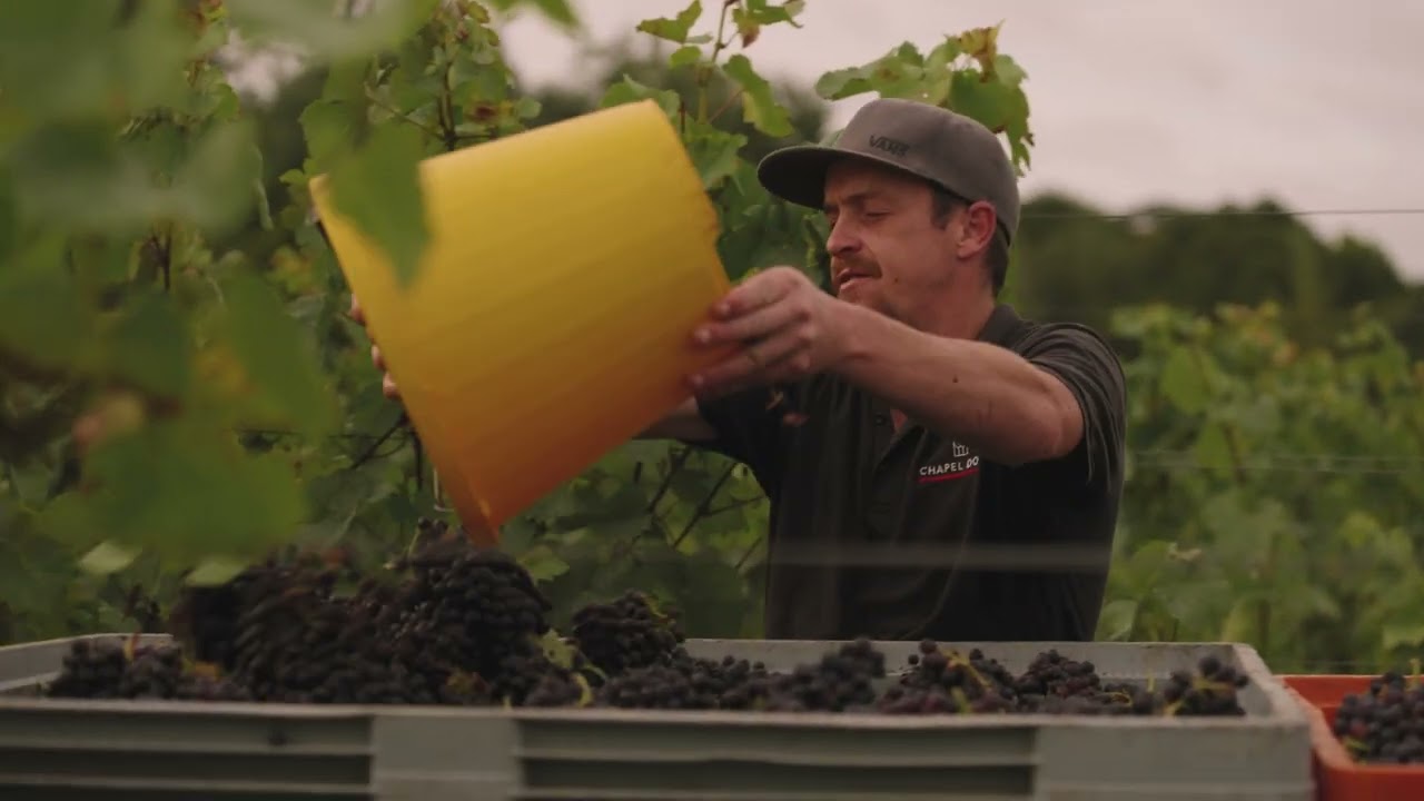 Meet the Chapel Down Vineyard Team