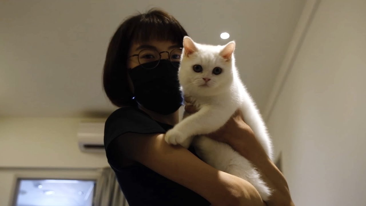 鄰居家的小英短好可愛，這是一堂在鄰居家的課。