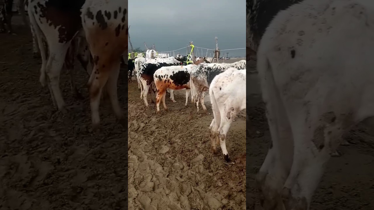 the beautiful heifer 
