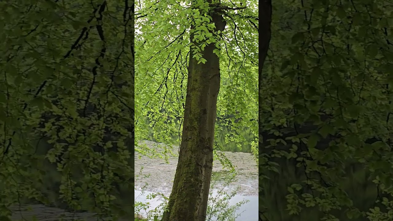 Ingleborough Estate Nature Trail | Yorkshire Dales National Park #walk #access #yorkshiredales