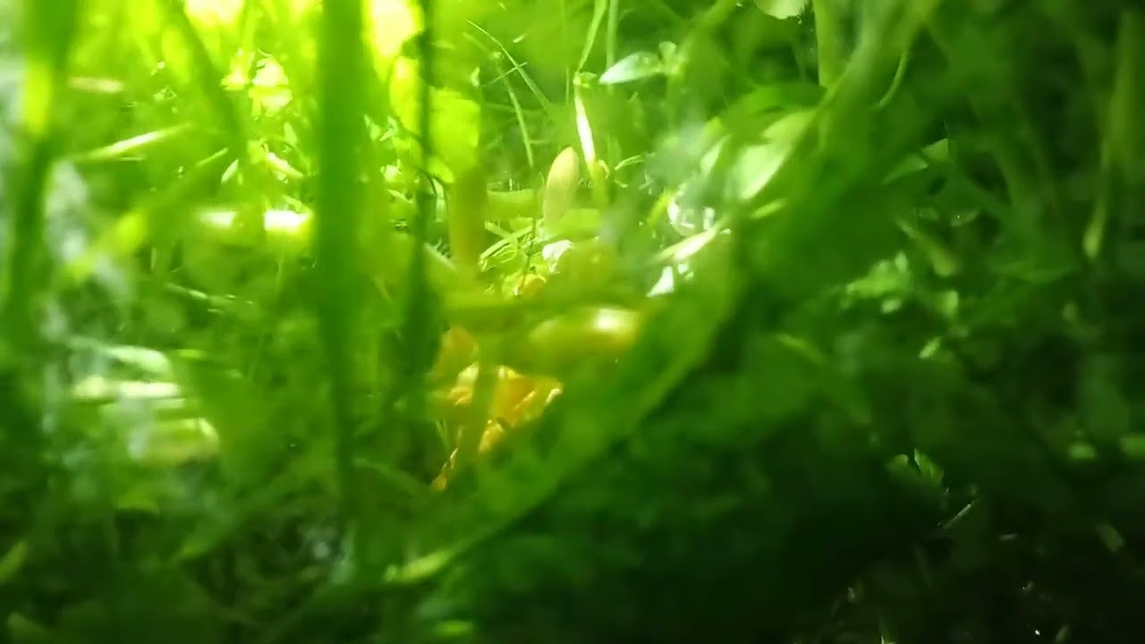 Chlorophyllarium