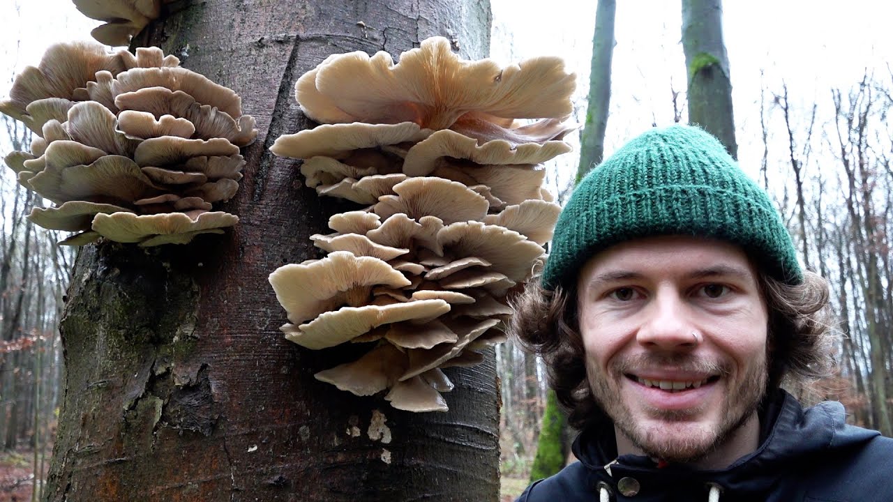 Winterpilze im Walde - Pilze sammeln im Dezember