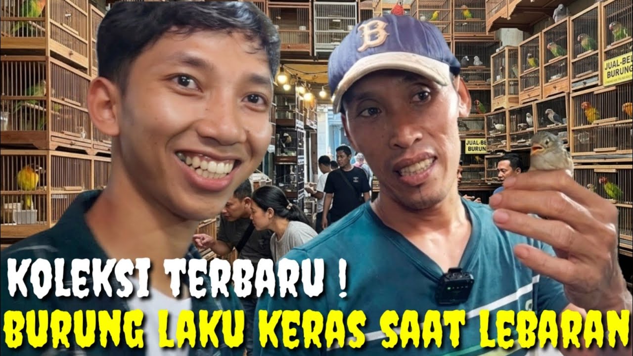 HABIS LIPUTAN ! BURUNG DI KIOS INI LAKU KERAS, TERBARU..BURUNG2 GACORAN & SORTIRAN KETAT