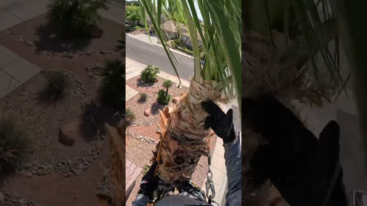 Cuál es la manera correcta de podar una palmera 🌴?