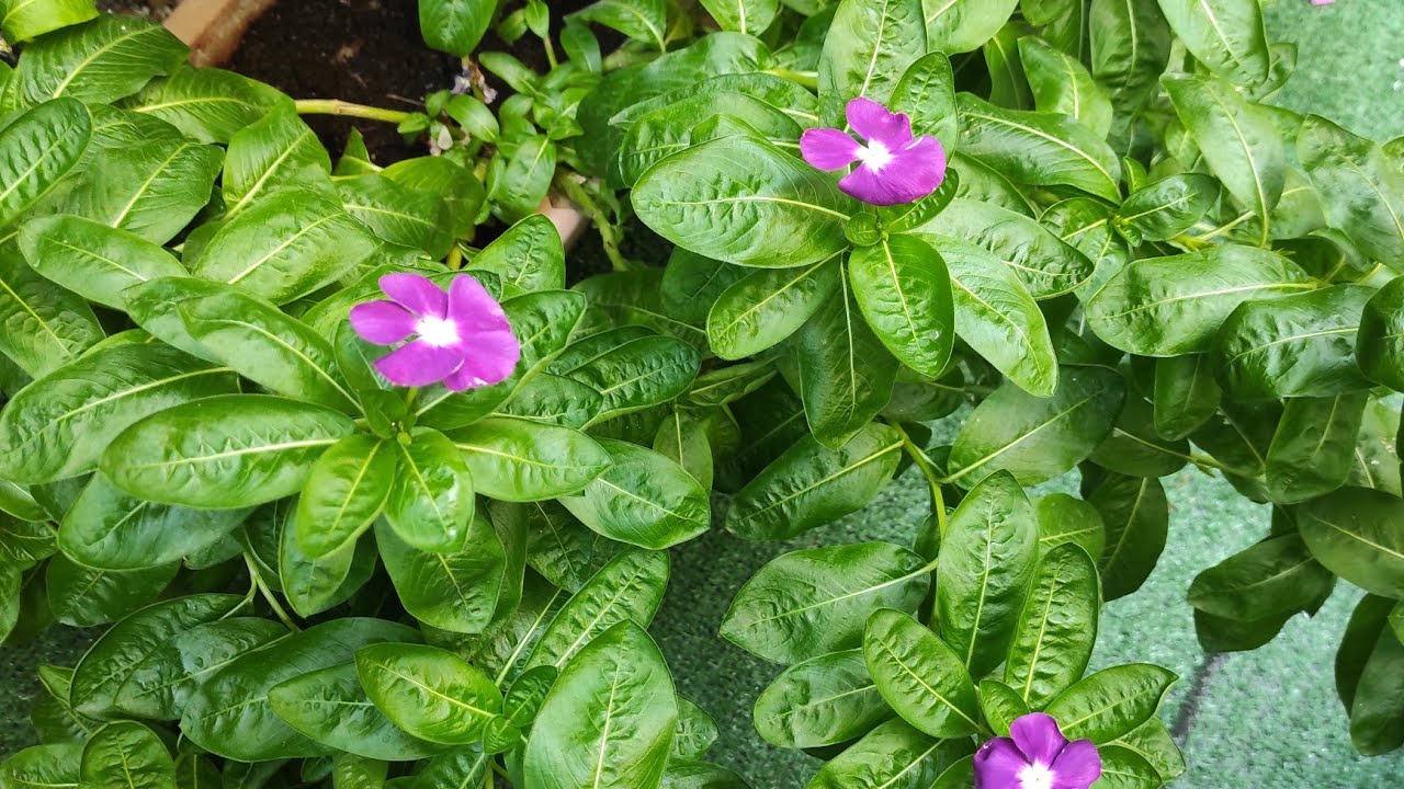 Como Plantar Vinca ou Maria Sem Vergonha
