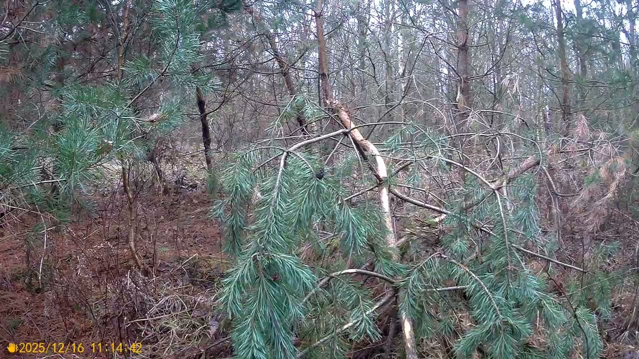 Podgląd z kamerki