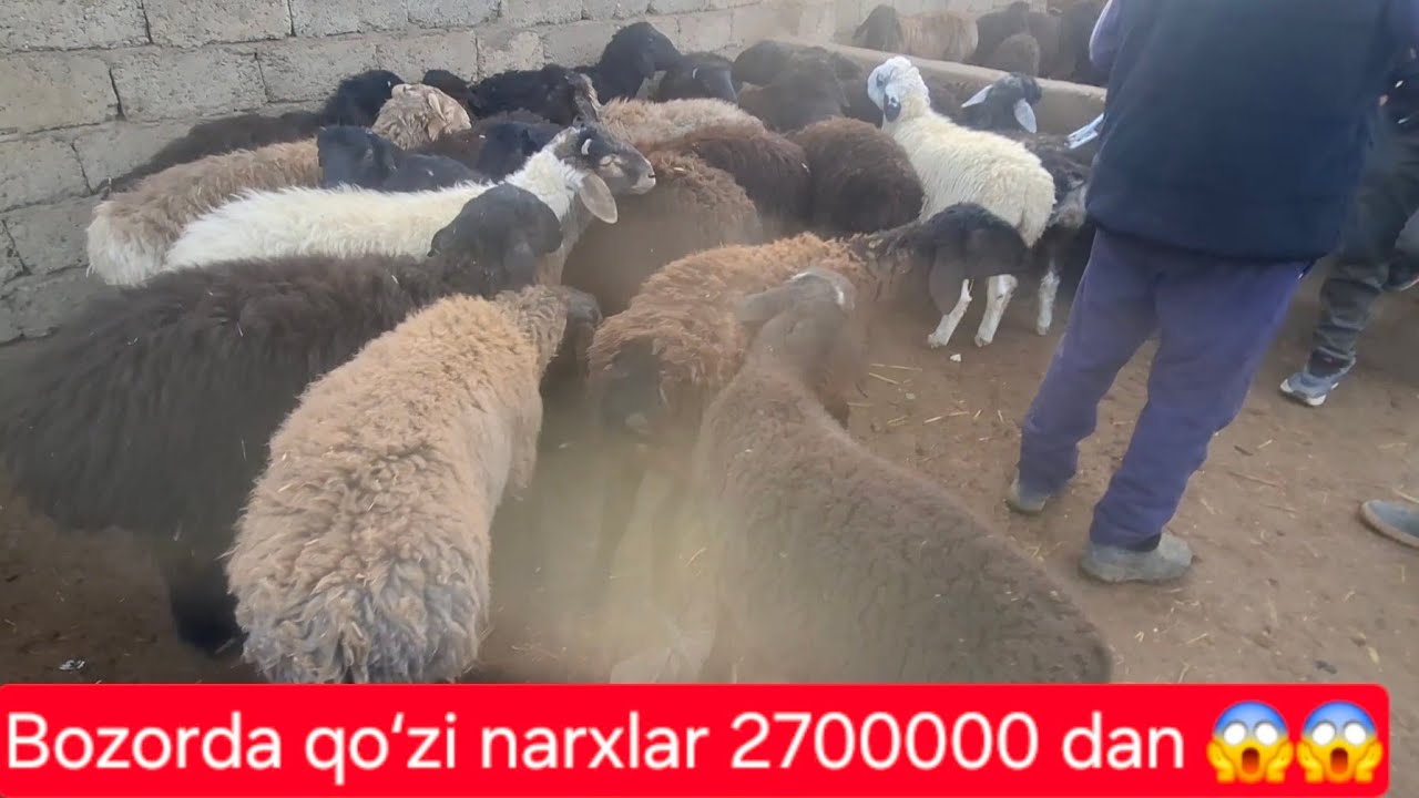 07.02.2026 Bandihon ilich molbozor narxlari