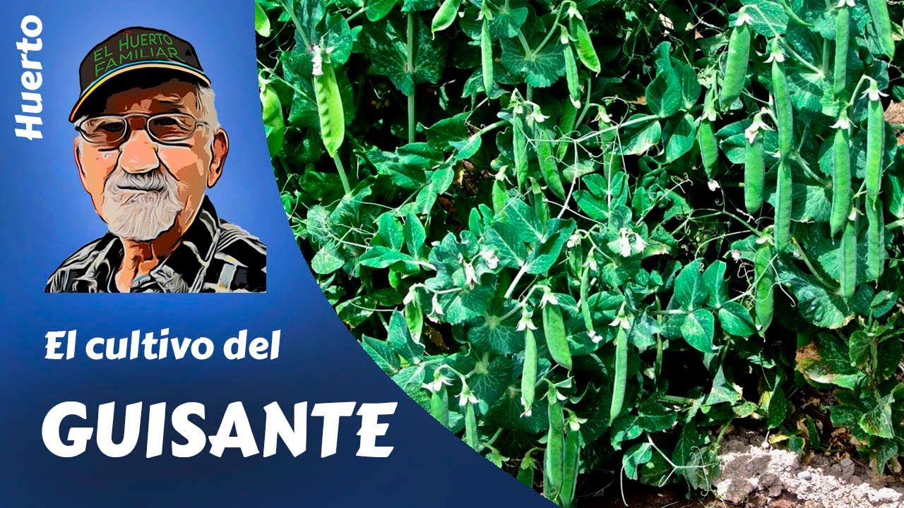 GUISANTE y BISALTO: EL CULTIVO COMPLETO DEL GUISANTE Y EL BISALTO