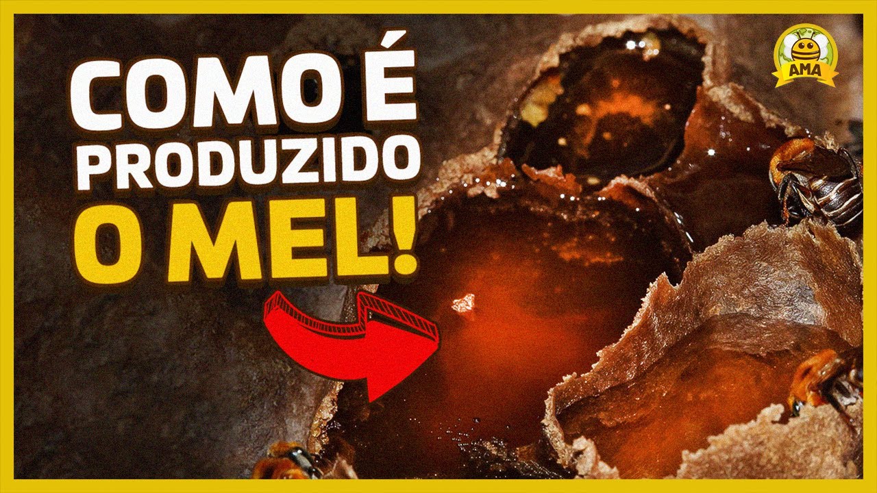 Como as ABELHAS SEM FERRÃO PRODUZEM O MEL