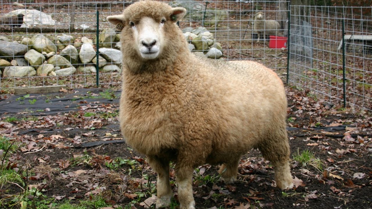 Romney Sheep | Reliable Dual Purpose