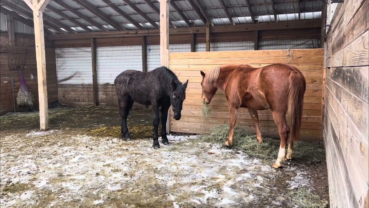 We got a new horse!