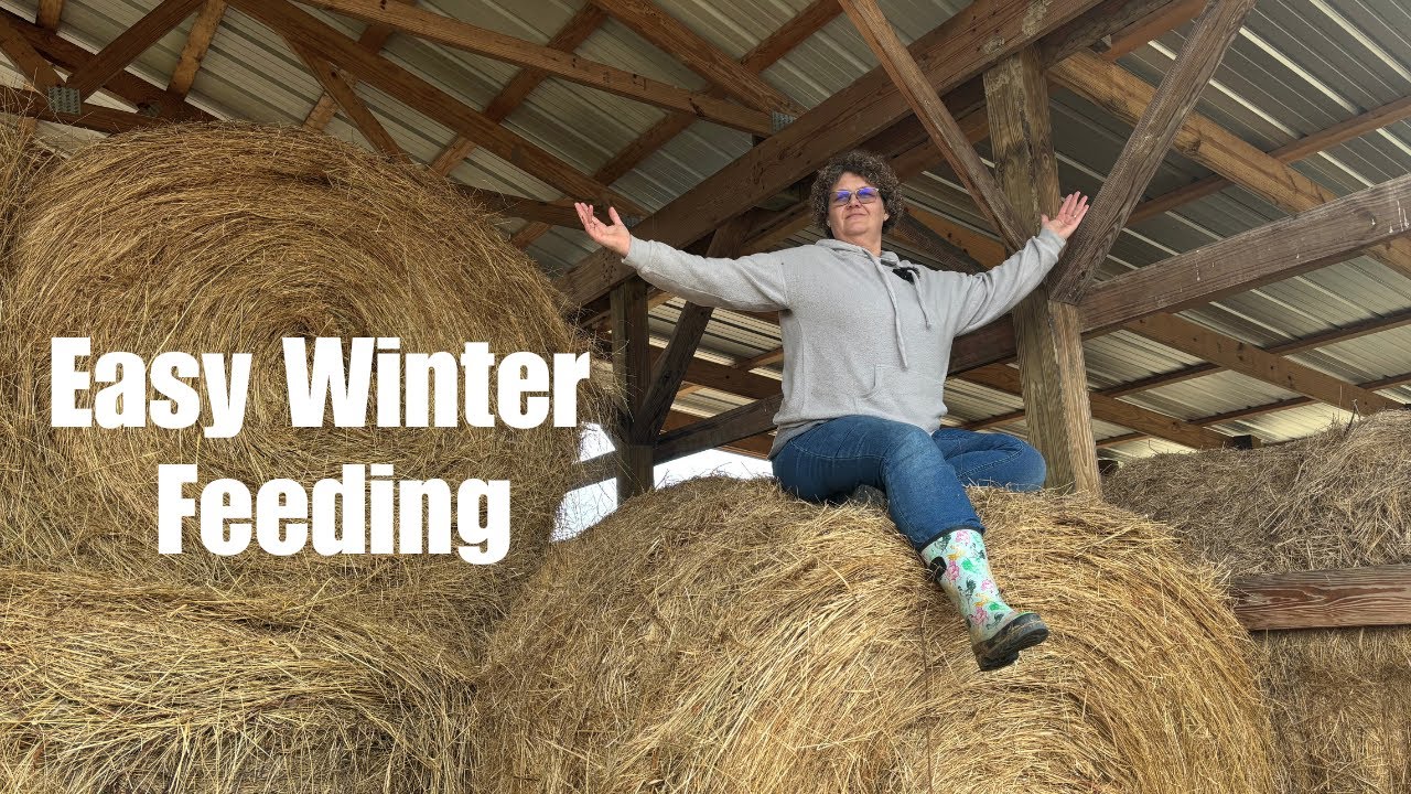 Our Winter Hay Feeding System (No Tractor Every Day)
