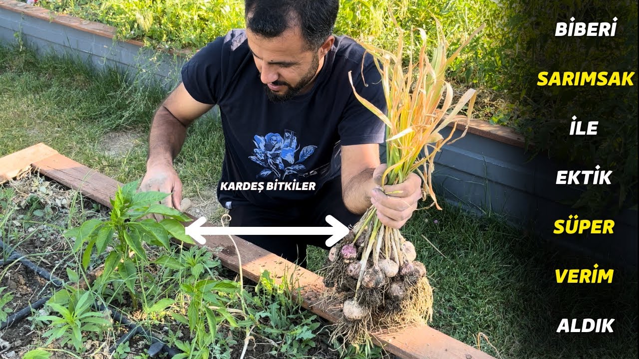 kardeş bitkiler sistemi aynı alandan iki farklı ürün hasat etme tekniği