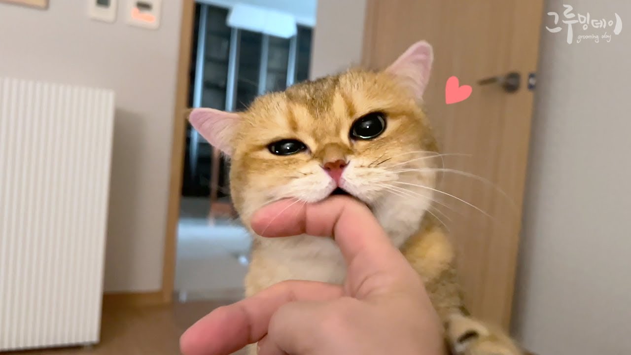 아빠손에 쭙쭙이 하면서 애교부리는 고양이