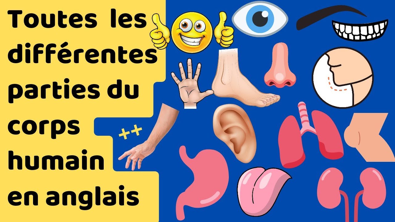 les différentes parties du corps humain en anglais ; le vocabulaire du corps humain en anglais