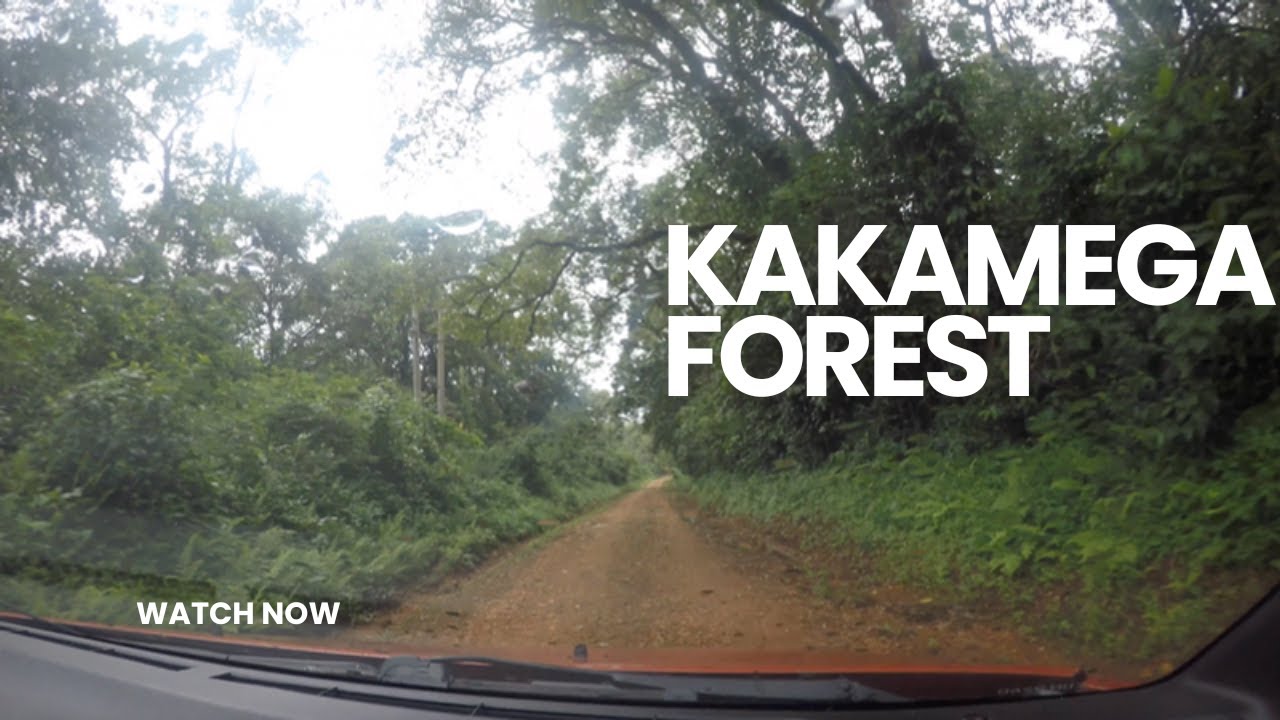 Driving in the  beautiful Kakamega Forest Reserve