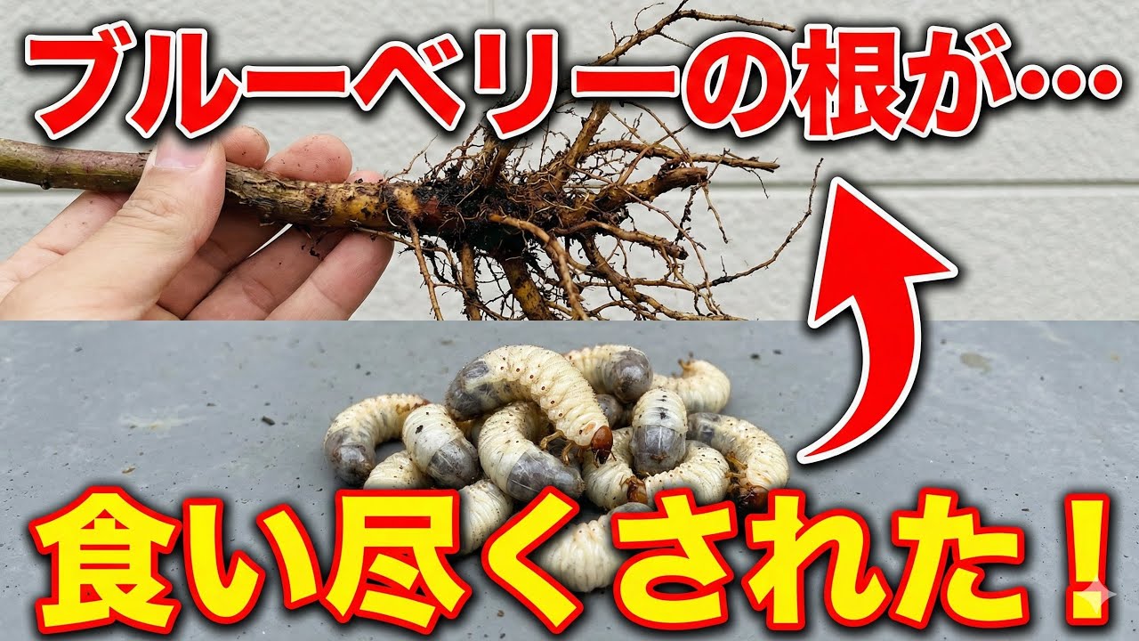 【閲覧注意】ブルーベリーの成長が止まったので鉢を開けたら、絶望的な光景が…【コガネムシ幼虫｜害虫駆除】