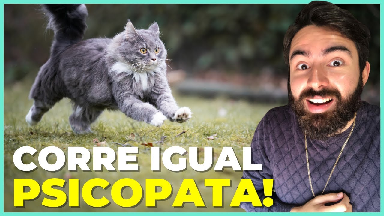 Por Que Meu Gato CORRE Igual Um DOIDO Do Nada?