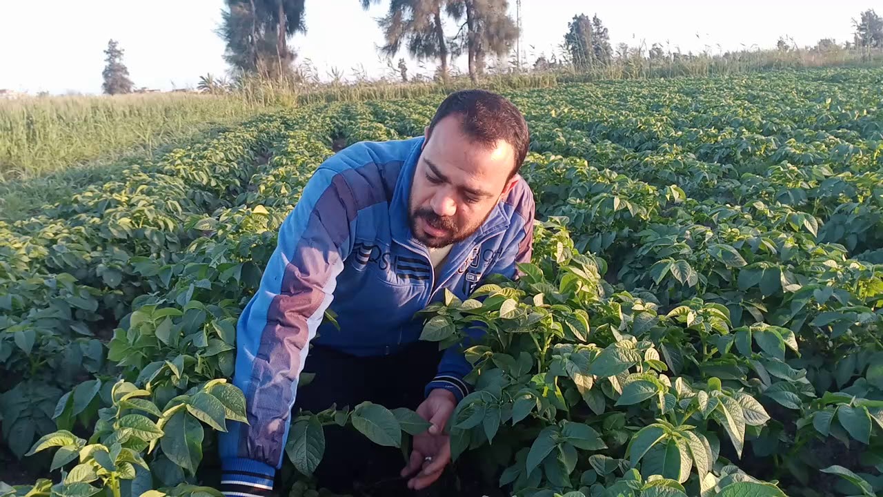 زراعة البطاطس طريقة التسميد للحصول على أعلى إنتاج حاجه مهمه لازم تعملها