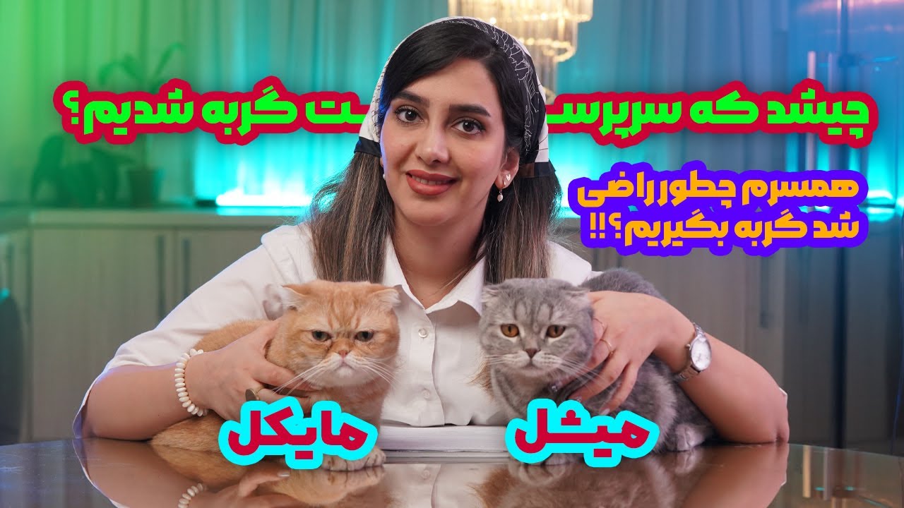چیشد که سرپرست گربه شدیم؟| همسرم چطور راضی شد گربه بگیریم و چالش های نگهداری گربه