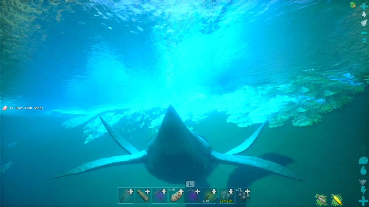 Taming a Shork, at 4am in the morning-