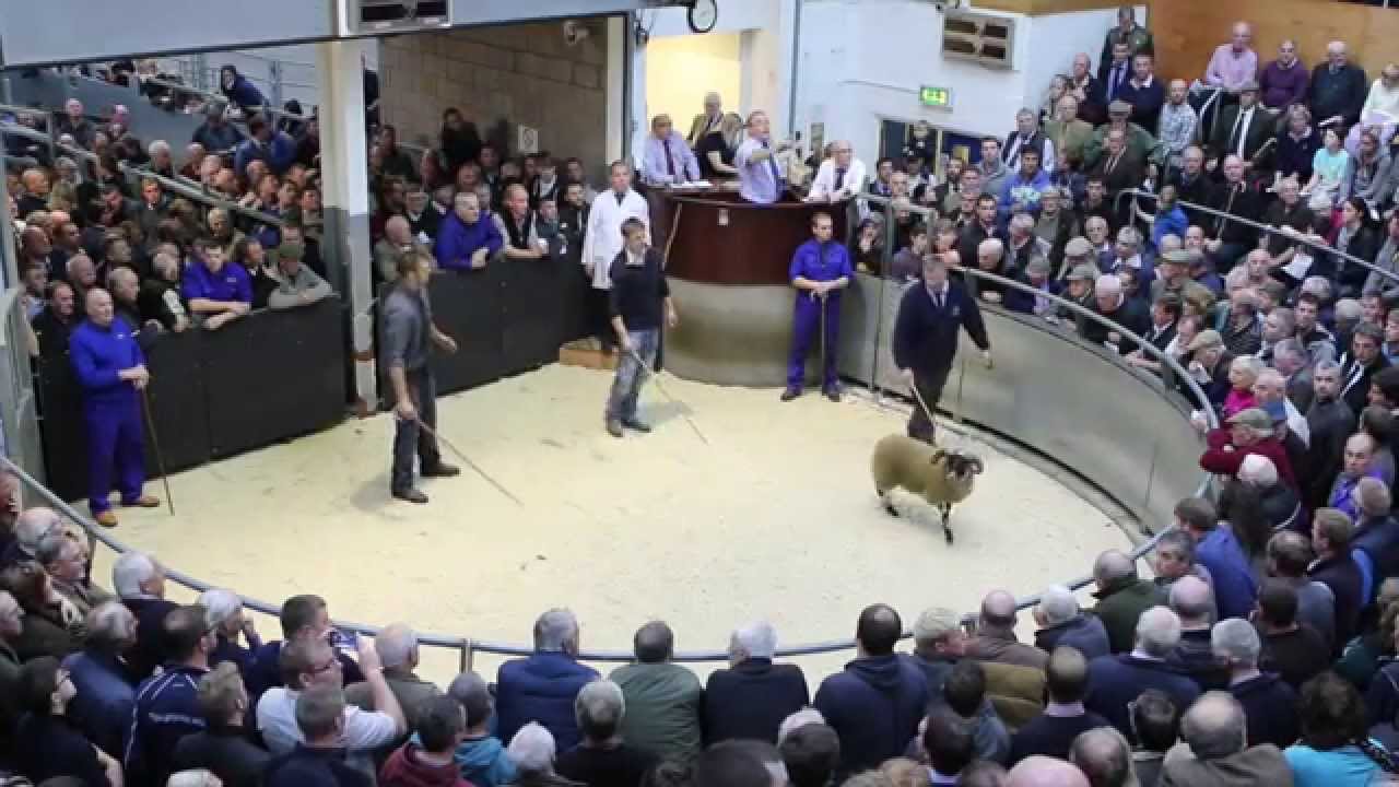 Blackhouse £90,000 Lamb