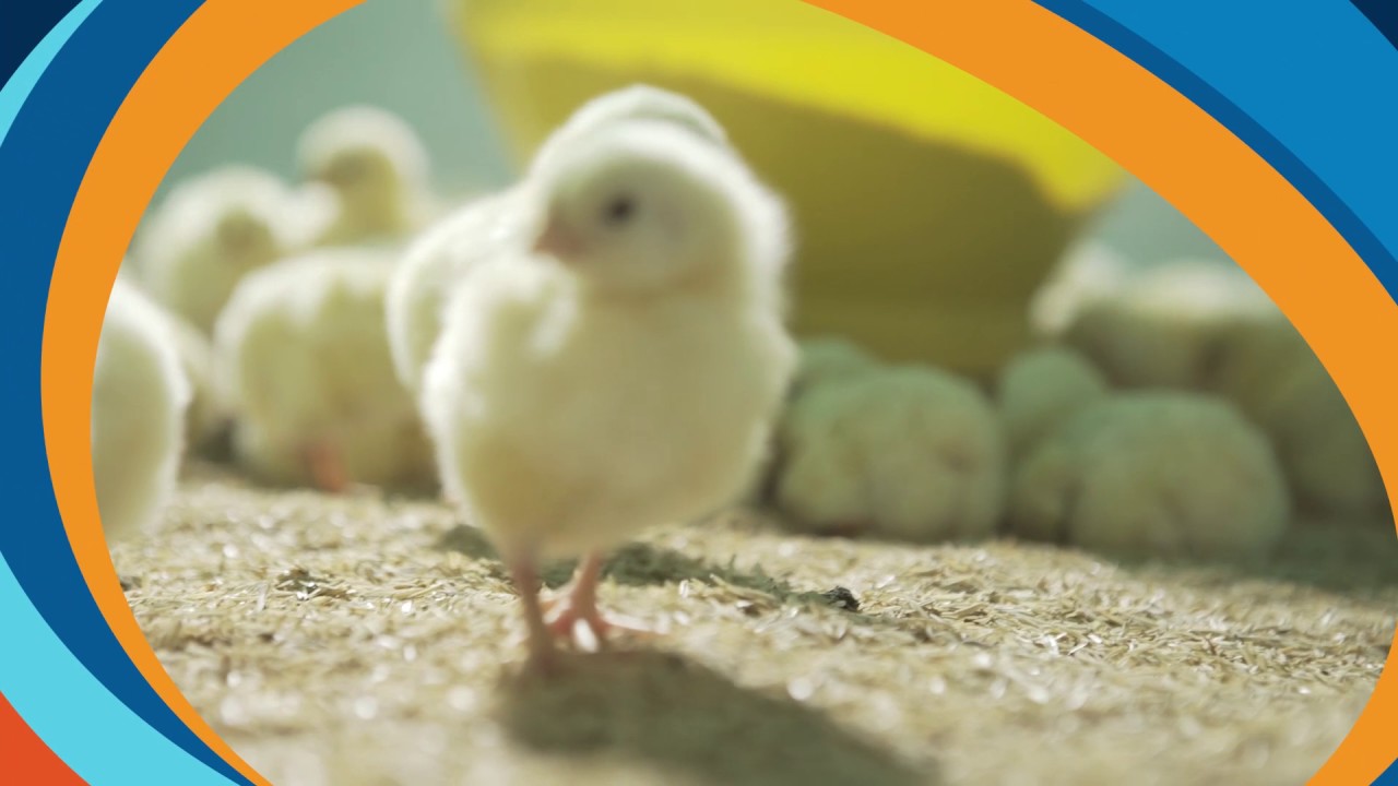 CRÍA, ENGORDE Y ATRAPE DEL POLLO