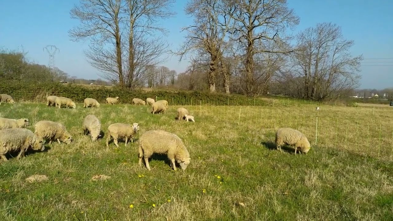 Petite surprise chez les agnelles