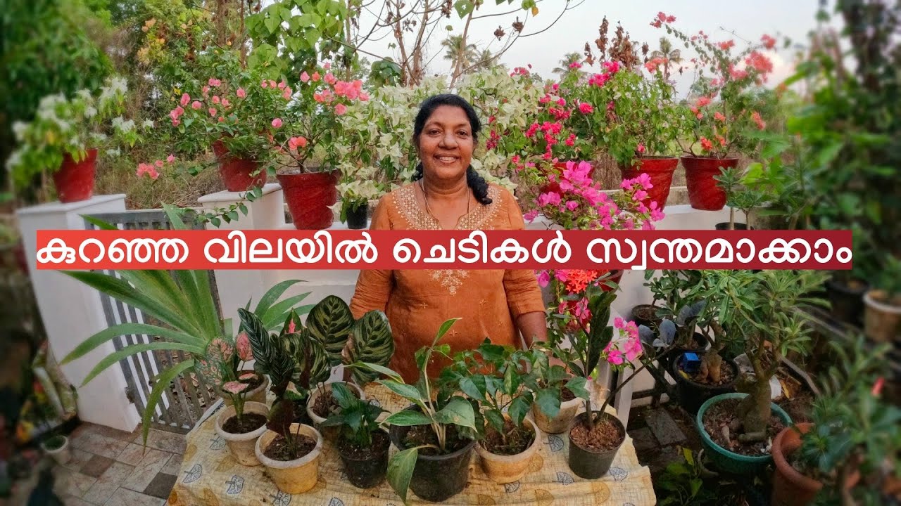 കുറഞ്ഞ വിലയിൽ ചെടികൾ സ്വന്തമാക്കാം 