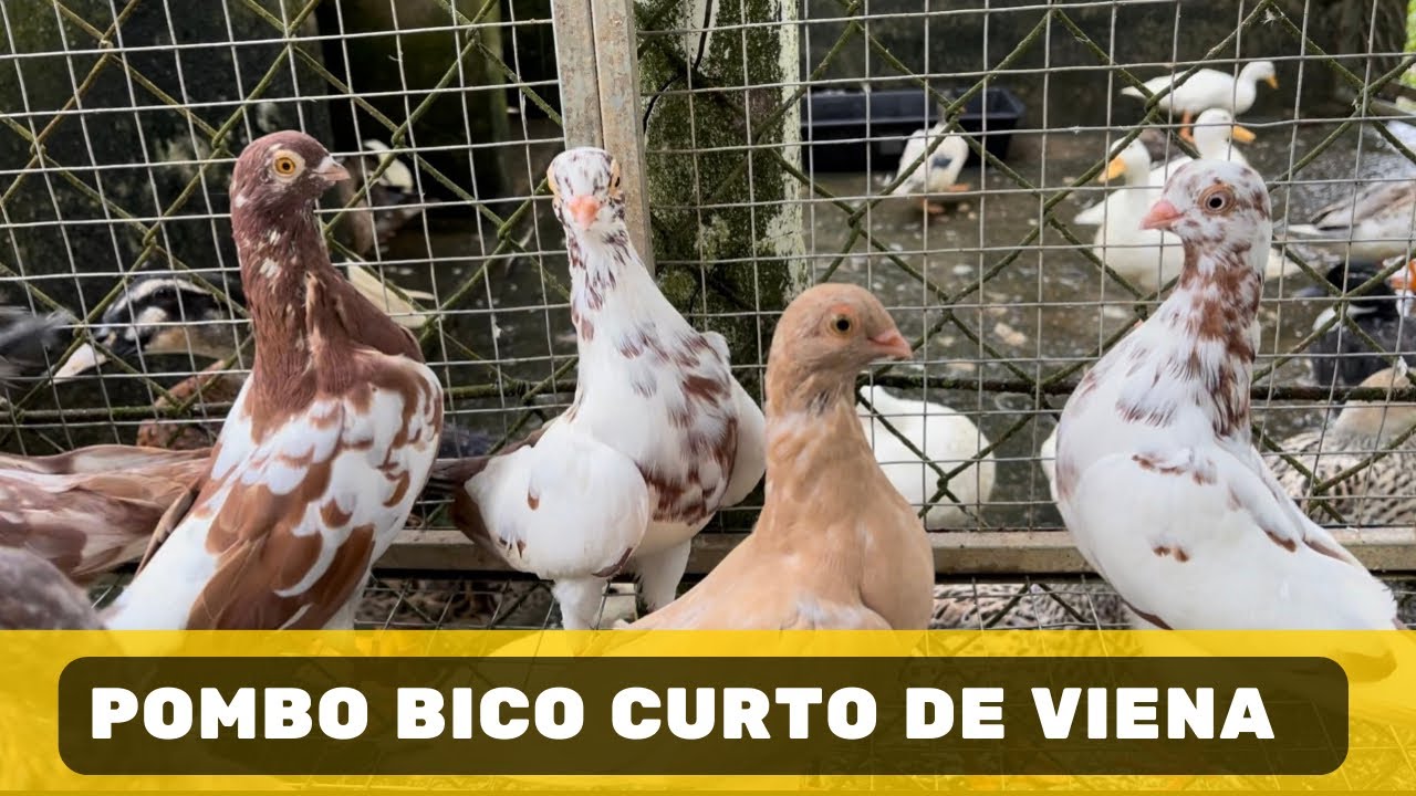 Pombo Bico Curto de Viena /Pombos / Padrão da raça / Características raciais