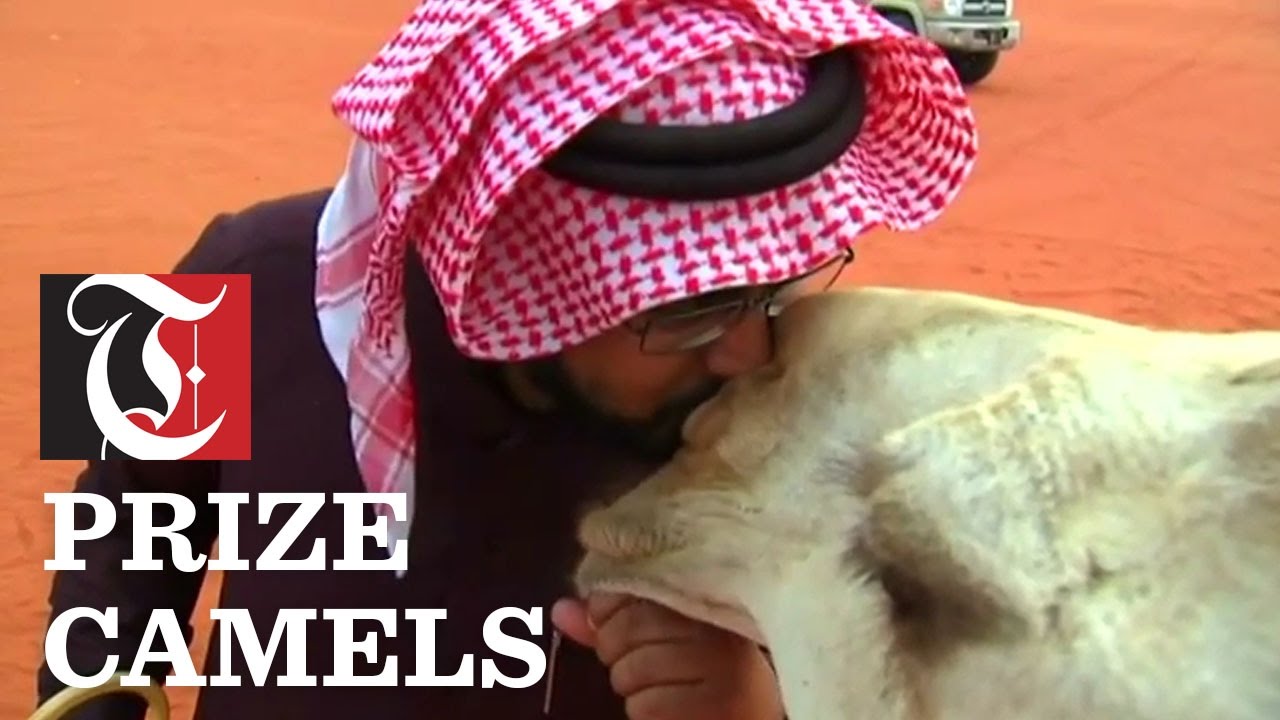 Beauty pageant for camels