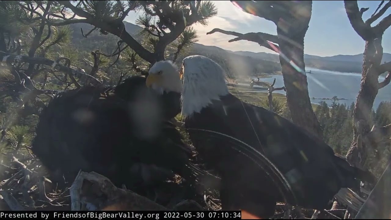 Shadow brings fish  Jackie and Shadow fight for fish Big Bear Bald Eagle Live Nest Cam