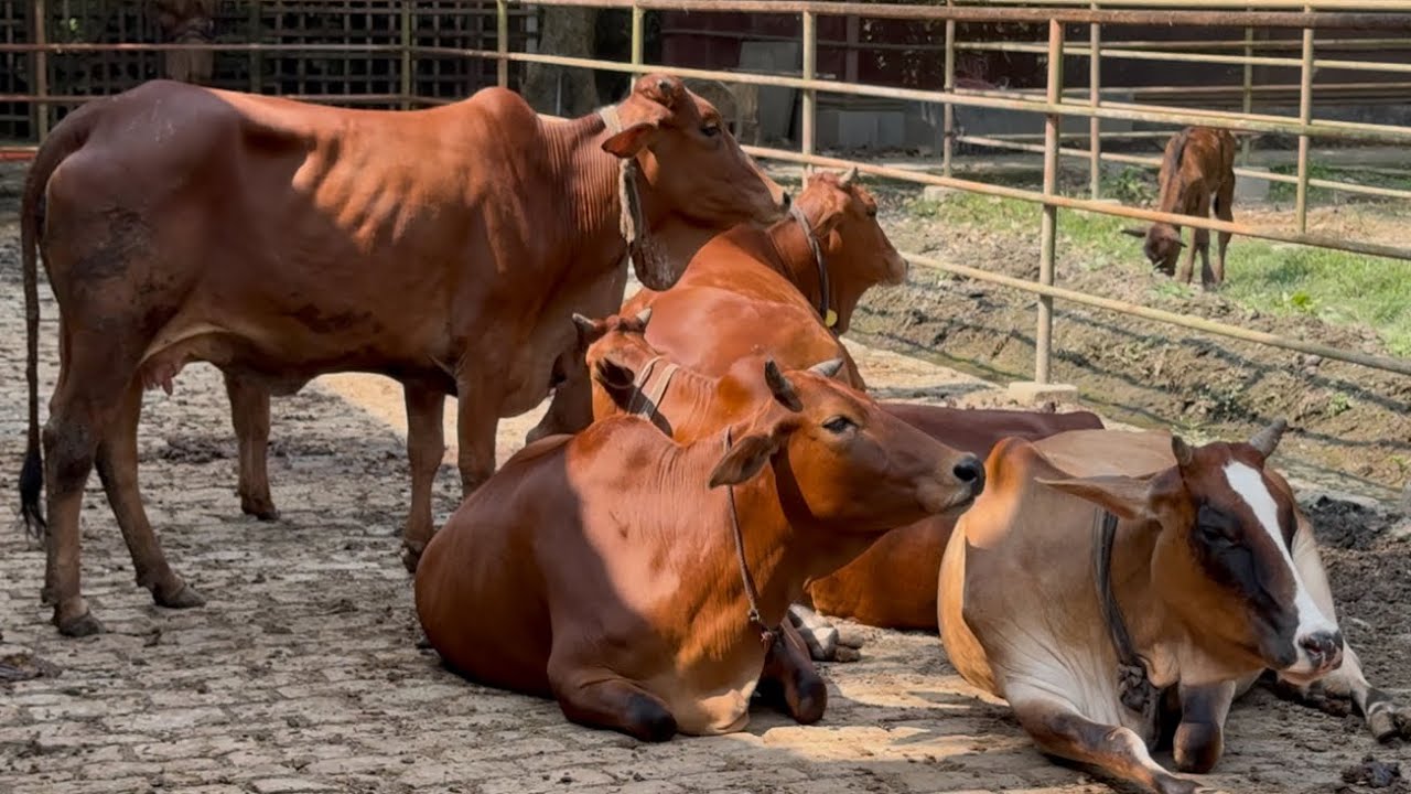 শাহিওয়াল গাভি পালন | বাস্তব অভিজ্ঞতা – ১ | Sahiwal Cow Experience@SwarupAgro
