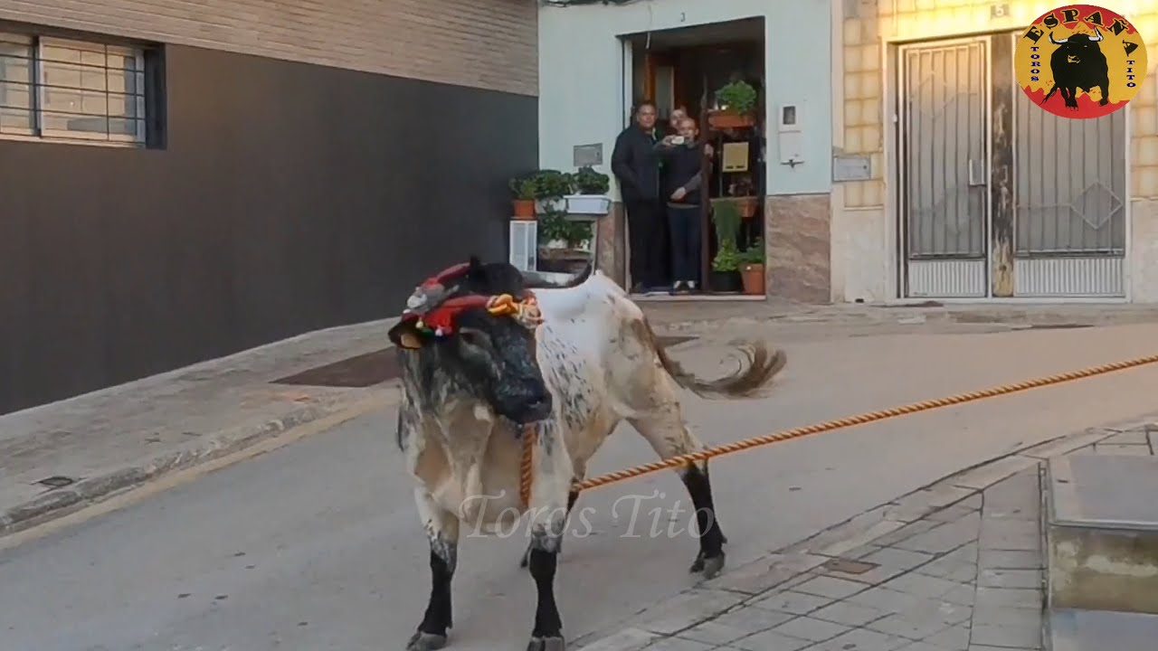 Toros en cuerda Chiva 6/11/21