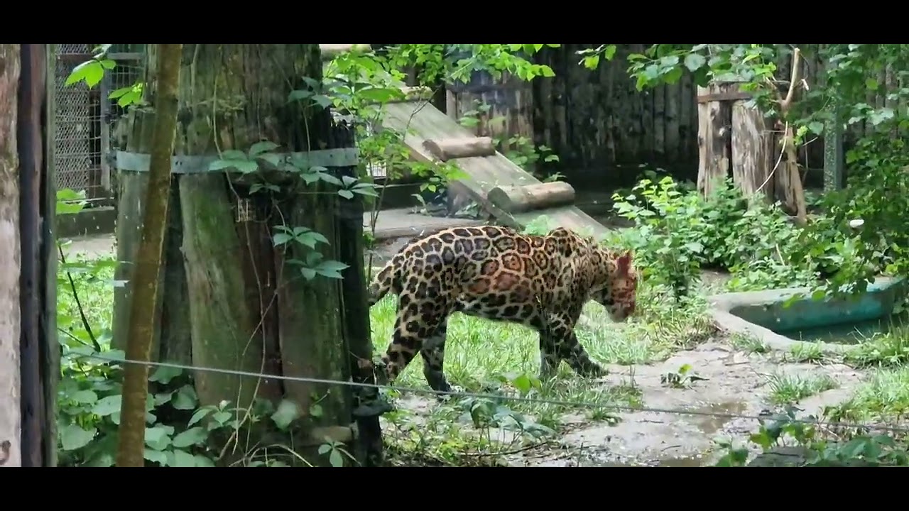 Zoo Baneasa animals - Bucharest Romania walking tour