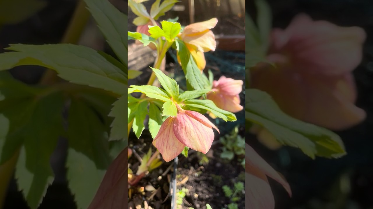 An anemone helleborus x hybridus from Ashwood evolution range - Daybreak shades #helleborus