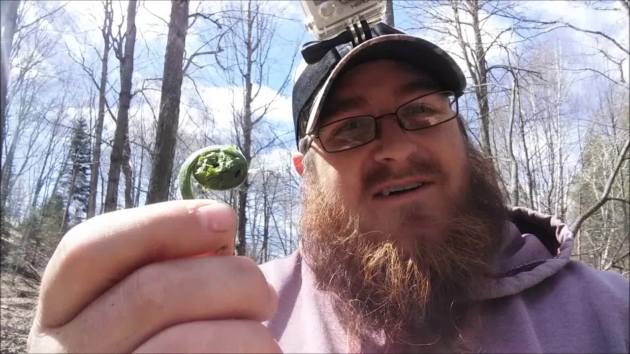 Foraging In Michigan - Morels, Fiddleheads, & Leeks🍄🍄