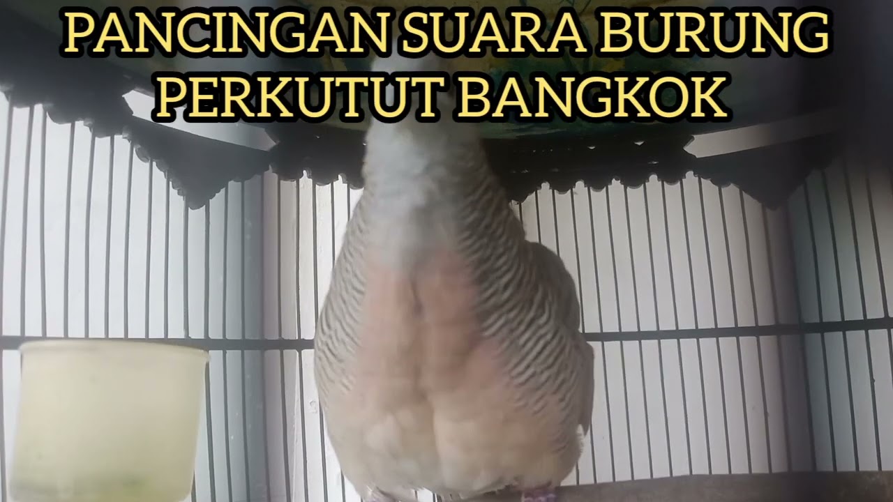 PANCINGAN SUARA BURUNG PERKUTUT BANGKOK MANGGUNG GACOR