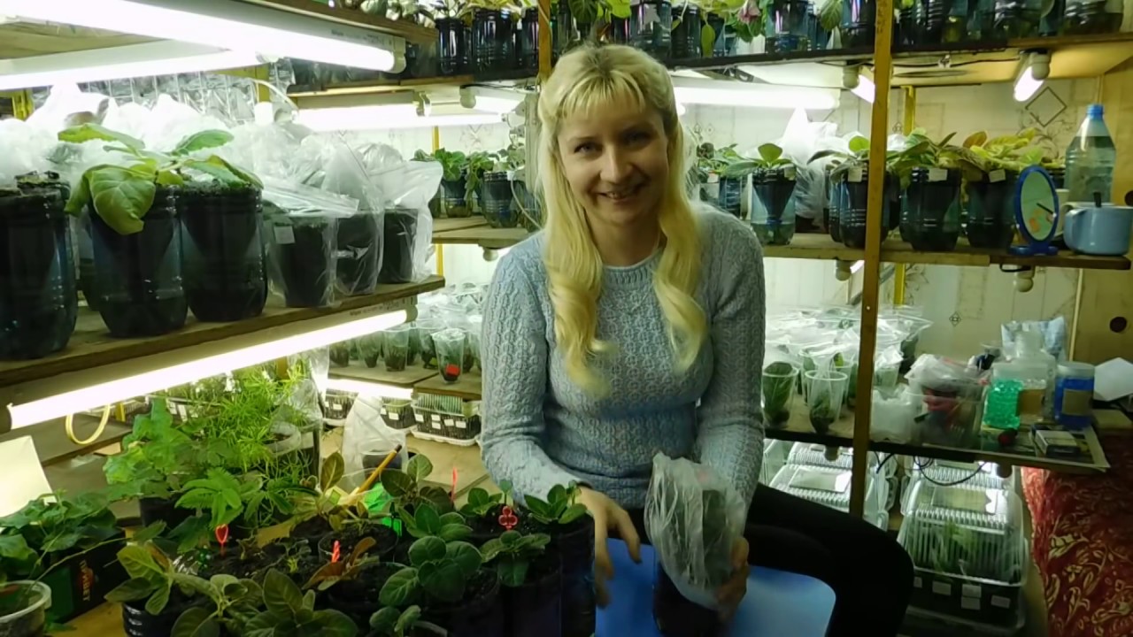 🌱ГЛОКСИНИЯ НА ФИТИЛЬНОМ ПОЛИВЕ ! 🌱How to grow gloxinia