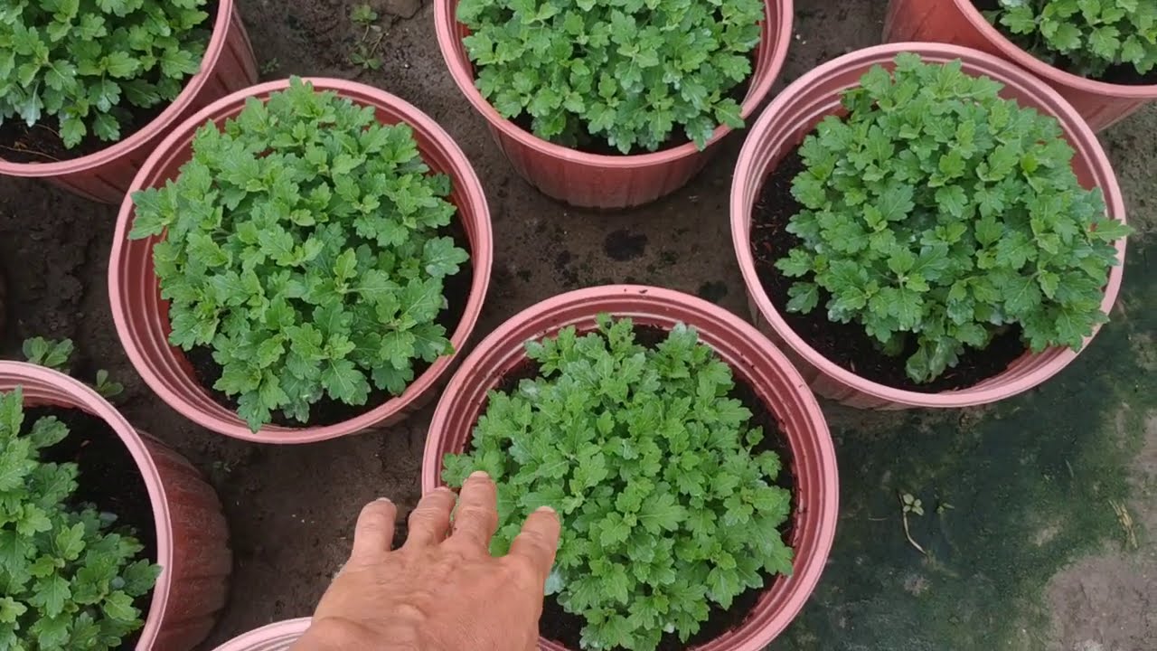 kĩ thuật trồng Hoa cúc mâm xôi phần 1