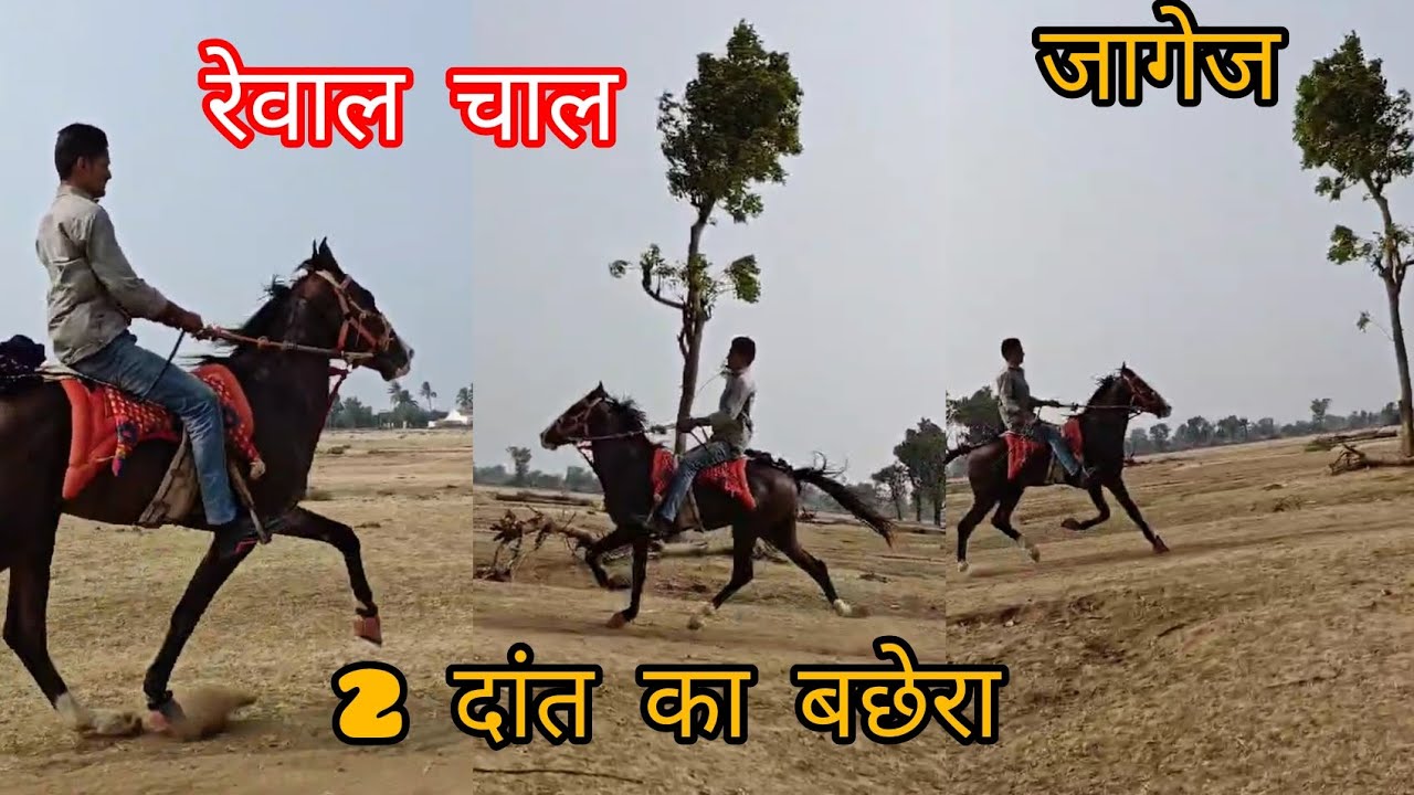 कच्छ का  का घोडा ||   Jagej Goda ki reval chal ||रेवाल चाल पर घोडा