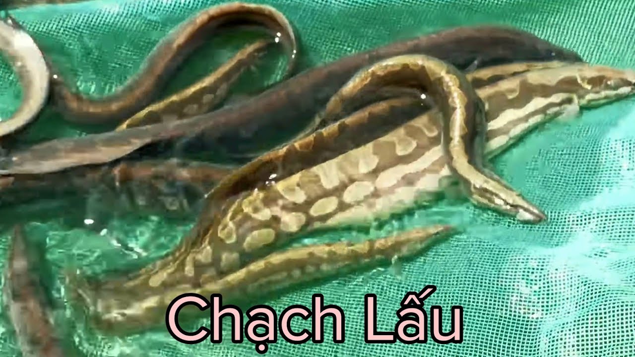 Nuôi cá Chạch Lấu trên hồ nổi lót bạt