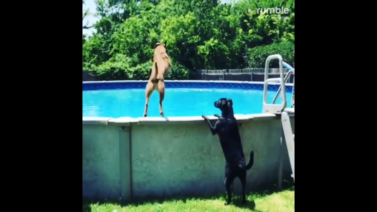 Watch this dog jump into a pool in epic slow motion
