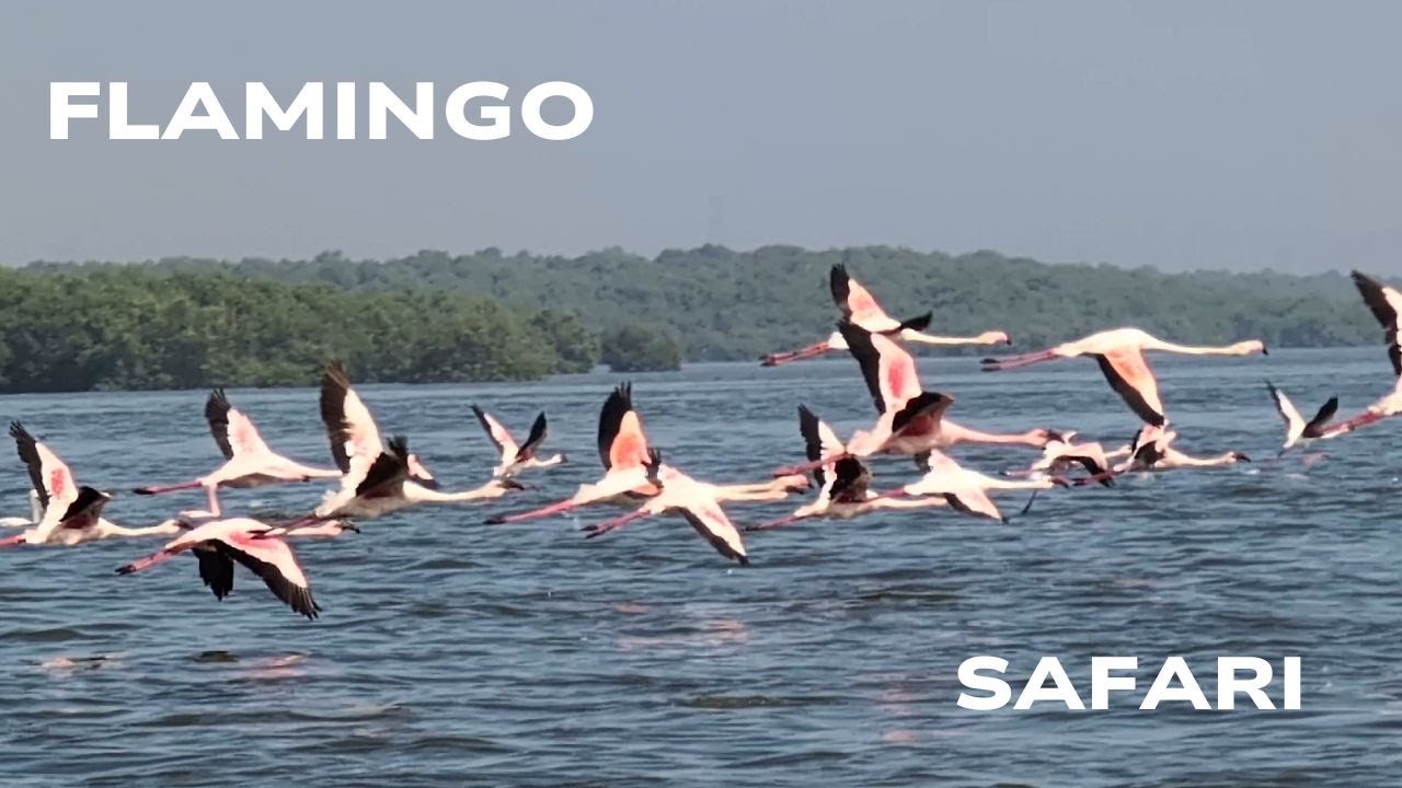 Flamingo Safari in Airoli Navi Mumbai - Boat Ride Marine Biodiversity Center - Flamingos flight